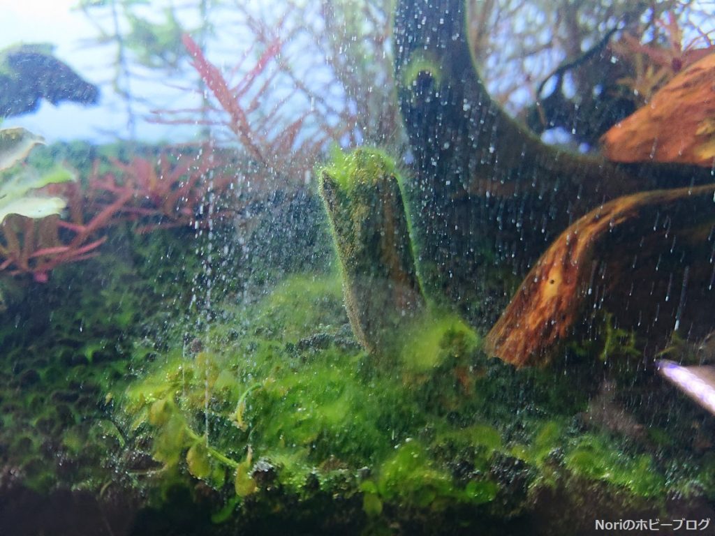 水槽に苔が大量発生してしまったのでオキシドール使ってみた 効果のほどは Noriのホビーブログ